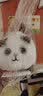 昙蓓漫拉绳摇尾巴玩具小猫咪毛绒公仔会动的网红小猫咪卡通玩偶拉线转圈 【毛绒可爱】拉绳驱动猫咪 17cm拉绳可摇尾巴 实拍图