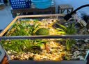 金利佳金利佳鱼缸过滤器三合一外置瀑布壁挂式循环泵小型水循环过滤系统 XP-606（滤材）新款二代设计 实拍图