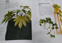 室内绿植完整手册（我的植物生活新提案系列） 中信出版社 实拍图
