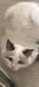 卫加全价猫粮5斤装 成猫幼猫主粮全阶段通用型天然粮2.5kg 实拍图