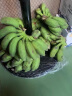 探味君 广西小米蕉 香蕉新鲜当季水果芭蕉苹果蕉粉蕉整箱带箱 3斤 实拍图