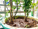 花友藤本月季花苗月季花树苗盆栽特大花苗庭院爬藤植物阳台蔷薇爬墙 夏洛特夫人【爬藤】大苗 1-1.3米高度多分叉 实拍图