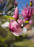 腾龙（Tamron）A047Z 70-300mm F/4.5-6.3 Di III RXD远摄长焦变焦 尼康全画幅微单镜头 Z卡口  实拍图