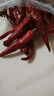 薛有料重庆石柱红干辣椒朝天椒香辣海椒炖煮卤烤火锅专用 石柱红(5号低辣) 250g（皮厚耐煮） 实拍图