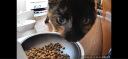 小佩智能自动喂食器SOLO-AI可视版 定时定量 猫狗宠物喂食 视频监控 晒单实拍图