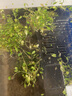 云峰海瑞 鱼缸造景真活体水草草坪水草种子鱼缸草缸造景水族箱装饰前景 日本矮珍珠盒（长方盒）1盒 实拍图