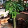 植男植女发财树大棵盆栽客厅落地室内大型绿植物办公室好养绿植开业招财树 实拍图