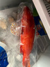鲟食 海捕东星斑鱼 新鲜冷冻深海石斑鱼生鲜鱼类年货送礼佳品 海捕东星斑 400-500g/条【尝鲜】 实拍图