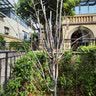 尔澜6公分粗嫁接脆甜柿子树苗露天种植耐寒柿子苗水果树苗木源头直发 实拍图