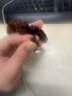 纳悟 天然西藏牦牛角三通佛头 金刚星月菩提手串念珠佛珠配饰配件配珠 深色牛角三通 14mm牛角三通 实拍图