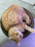 伯纳天纯猫粮经典 幼猫猫粮 3月-12月龄1.5kg 经典系列 晒单实拍图