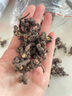 修年堂 拐枣干500g 枳椇子 新鲜晒干拐枣 泡酒料拐枣酒 拐枣果万寿果 实拍图
