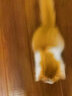 憨憨乐园 猫玩具剑麻球自嗨逗猫幼猫猫咪玩具宠物西海磨爪玩具6.5cm 实拍图
