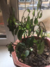 益绮椛含笑树苗盆栽庭院阳台四季香室内花卉观花植物室内花苗植物花卉 三年苗当年开花 不含盆 实拍图