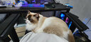 美悦宠物 猫抓板剑麻垫磨抓器耐磨大号猫玩具沙发垫子防猫抓猫窝磨爪板 M码40*60cm颜色随机 4颗螺丝钉 实拍图
