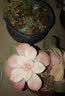 德沃多花盆垫片锥形小号*10个花瓶地垫种植多肉种菜防漏土透气花盆网垫 实拍图
