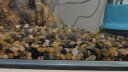 HANYANG溪河沙1kg 水草鱼缸造景底砂免洗溪流粗沙化妆沙龟缸水族养鱼用品 实拍图