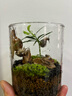 丘辰生命之树苔藓微景观生态瓶diy办公桌面绿植摆件造景花卉盆栽礼物 小丘山 微景观 实拍图
