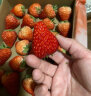 农家新语 丹东99红颜奶油草莓 2斤大果礼盒装 新鲜水果 空运直达 实拍图