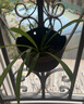 恰好时光北欧风仿藤壁挂花盆花卉绿植阳台庭院花盆园艺绿萝花盆咖色中号 实拍图