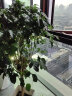 叹为观止大型植物发财树各种大颗盆栽开业乔迁客厅办公室内好养大型花卉 幸福树【1.2-.1.4米】 含盆 实拍图