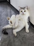 爱沃克驱虫体内外一体拜耳驱虫滴剂宠物猫咪驱虫药猫德国进口艾沃克 【大猫体验】爱沃克1支+海乐妙1粒 实拍图