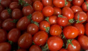 京鲜生 千禧圣女果 小西红柿 樱桃番茄 约1.5kg  生鲜水果 实拍图