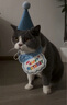 布丁喵喵 宠物生日围兜帽子 蓝色【赠生日蜡烛】狗狗猫咪生日派对装饰拍照 实拍图
