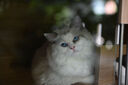 腾龙（Tamron）A063Z 28-75mm F/2.8 Di III VXD G2 大光圈标准变焦 尼康全画幅微单镜头 风光人像（尼康Z卡口） 实拍图
