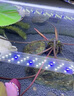 大匠神彩（MAGIC WORLD）鱼缸装饰水草泥免水洗鱼缸草缸土草缸造景底砂套餐基肥陶粒不浑 水草泥1斤装 实拍图