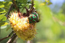 老蛙（LAOWA） 老蛙100mm F2.8 2倍放大全画幅百微超微距镜头 昆虫花卉人像 黑色【标配】 佳能单反EF卡口电子光圈 实拍图