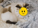 KimPets猫窝四季通用宠物小猫咪屋被子冬季保暖猫狗窝冬天用品封闭式猫床 双面长毛绒（绅士灰） 直径60cm，适合30斤内宠物 实拍图
