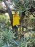 史丹利大树营养液 园林苗木移栽吊针式护树宝绿化养护植物园林园艺肥料 实拍图