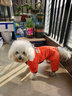 SLPC狗狗衣服冬天保暖中小型犬加厚四脚狗棉衣泰迪柯基小狗幼犬冲锋衣 橙 XL（适合约12-15斤） 实拍图