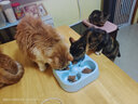 陪伴岁月猫罐头375g猫罐头猫咪湿粮营养宠物零食大容量 混合口味24罐 实拍图