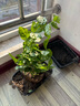 临雅水培绿植物盆栽办公室内桌面可开花鲜花水养花卉四季开花 【茉莉花】1盆/5-6颗-单发植物 实拍图
