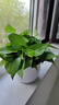 绿有意绿萝盆栽室内植物花卉绿植水培长藤垂吊大叶绿箩新房家用吸除甲醛 180白色罗马柱绿萝3盆+壶+10肥 带盆带土发货 实拍图