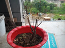 旺之春红梅浓香型腊梅花树苗室内盆栽红梅花苗绿梅花苗腊梅冬季花卉植物 5年红梅（当年开花） 实拍图