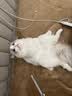 珑小宠 宠物电热毯狗狗宠物猫用加热垫取暖猫咪取暖器热垫暖垫狗用垫子 三档恒温款（40*45cm） 实拍图