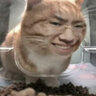 田田猫螺旋长杆羽毛逗猫棒羽毛逗猫杆猫玩具猫用品 实拍图