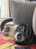 凯锐思 美短专用猫粮幼猫成猫深海鱼鱼肉猫食天然粮 【呵护毛发|体重管理】美短4斤 实拍图