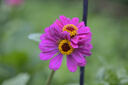 MEKE55mmf1.4自动对焦镜头大光圈APS-C半画幅适用微单Z卡口Z30，E卡口ZVE10II，X卡口XT50 尼康Z卡口（现货） 52mm 实拍图