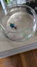 茨格曼玻璃鱼缸圆形办公桌鱼缸一体缸迷你小鱼缸乌龟玻璃钢小型金鱼缸家 玻璃缸中号【20*16*10cm】 实拍图