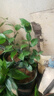 盆栽茶花苗 山茶花苗绿植花卉盆栽四季好养茶花树苗盆栽耐寒花卉观花植物室内花卉绿植开花不断 不含盆 克瑞墨 2年苗 实拍图