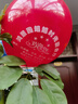 广告气球定制印字二维码装饰生日婚礼开业活动周年庆求婚印花订做 较厚1.9克1000只+加硬托杆+赠品 实拍图