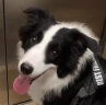 皇家中大型犬成幼犬全价狗粮离乳期奶糕孕猫专用营养增肥健壮骨骼美毛 MEJ32中型犬幼犬粮4kg 实拍图