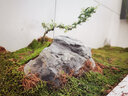 青苔藓鲜活苔藓微景观植物盆景盆栽水陆缸假山草造景材料白发藓短绒青苔- 星星藓(11*8)cm 5盒 实拍图
