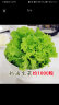 昂启蔬菜种子四季播盆栽阳台庭院香菜生菜菠菜小葱简单秋易种籽孑大全 奶油生菜 约1000粒 实拍图
