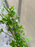 特大果高产蓝莓苗带土发货蓝莓树苗南方北方种植盆栽地栽当年结果 3年苗（当年可少量结果） 40cm(含)-50cm(不含) 实拍图