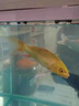 锦鲤亚甲基蓝烂尾烂身烂鳍白点水霉病观赏金鱼缸消毒杀菌用护理液 三盒装 实拍图